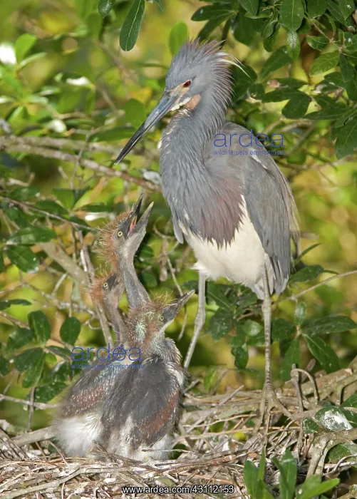 : Tricolored Heron tending young : Tricolored Heron tending young