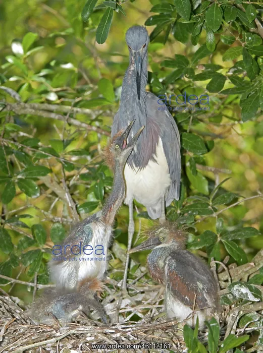: Tricolored Heron tending young : Tricolored Heron tending young