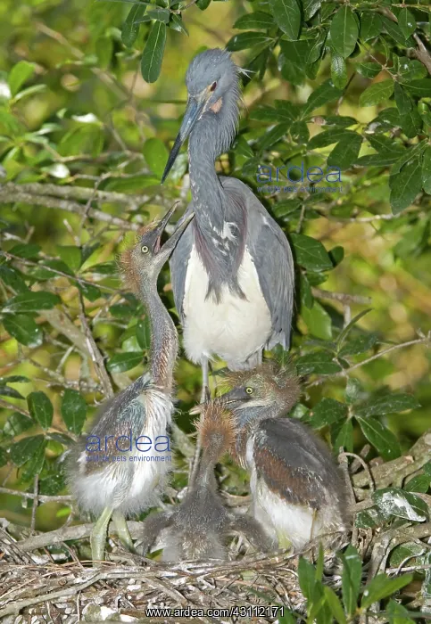 : Tricolored Heron tending young : Tricolored Heron tending young