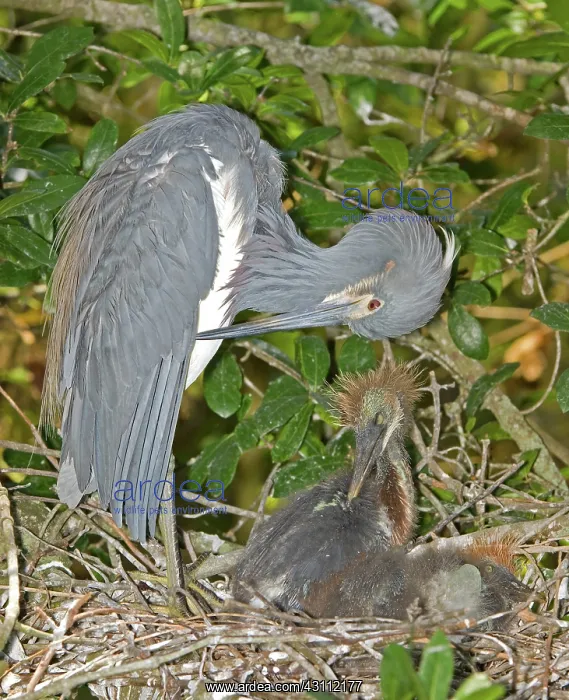  : Tricolored Heron tending young