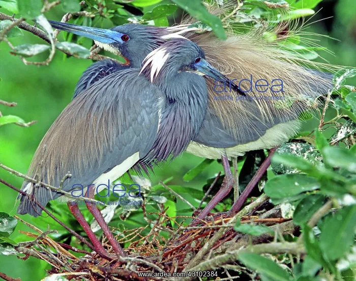 : Tricolored Herons Preening : Tricolored Herons Preening