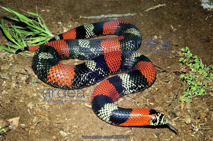 : Tricolored Hognose Snake : Tricolored Hognose Snake
