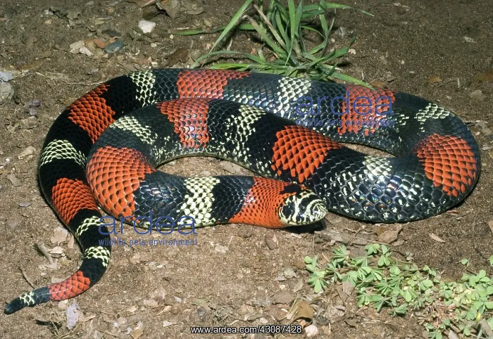 : Tricolored Hognose Snake : Tricolored Hognose Snake