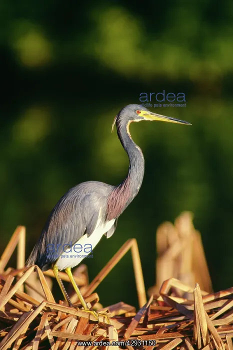 : Tricolored / Louisiana HERON : Tricolored / Louisiana HERON