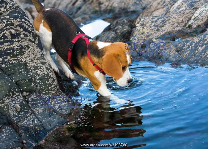 : Tricolour Beagle, male entering a body of water : Tricolour Beagle, male entering a body of water