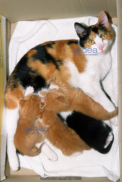  : Tricolour Cat - with kittens feeding