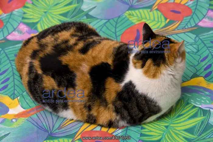 : Tricolour Cat lying on a multicolored tablecloth France : Tricolour Cat lying on a multicolored tablecloth France