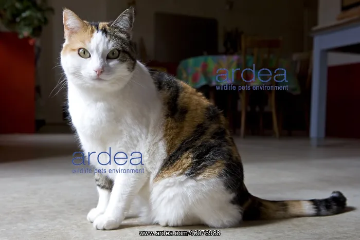: Tricolour Cat sitting in a house France : Tricolour Cat sitting in a house France