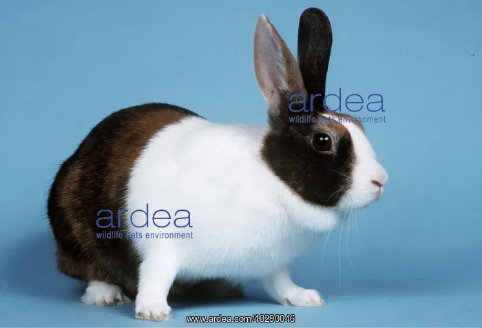 : Tricolour Dutch RABBIT : Tricolour Dutch RABBIT