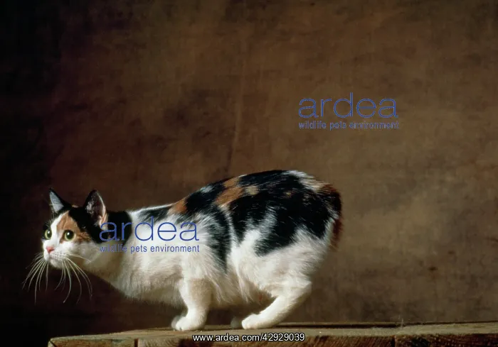 : Tricolour Manx Cat : Tricolour Manx Cat