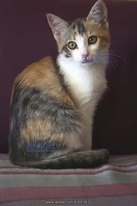 : Tricoloured female Cat sat on a sofa : Tricoloured female Cat sat on a sofa