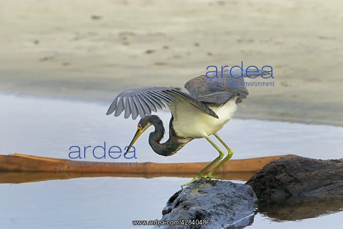 : Tricoloured Heron : Tricoloured Heron