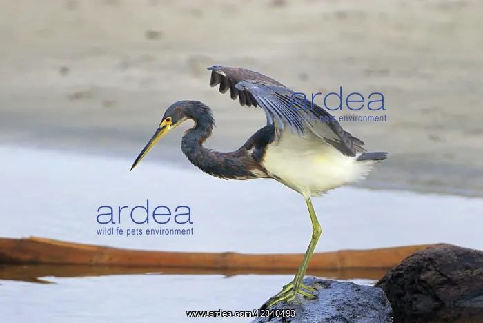: Tricoloured Heron : Tricoloured Heron