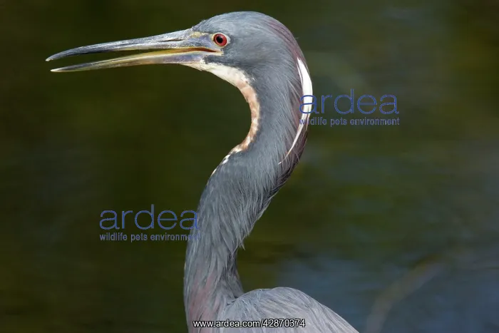 : Tricoloured Heron : Tricoloured Heron