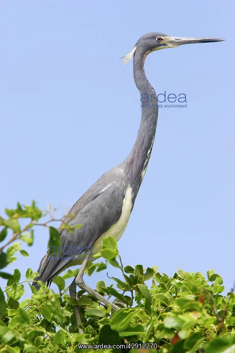: Tricoloured Heron : Tricoloured Heron