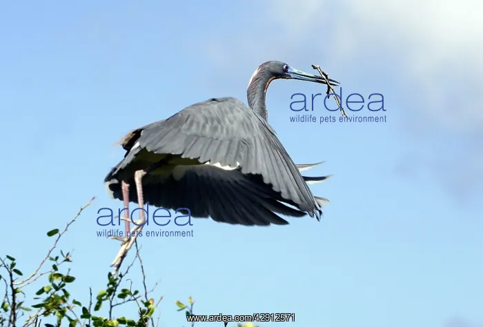 : Tricoloured Heron : Tricoloured Heron