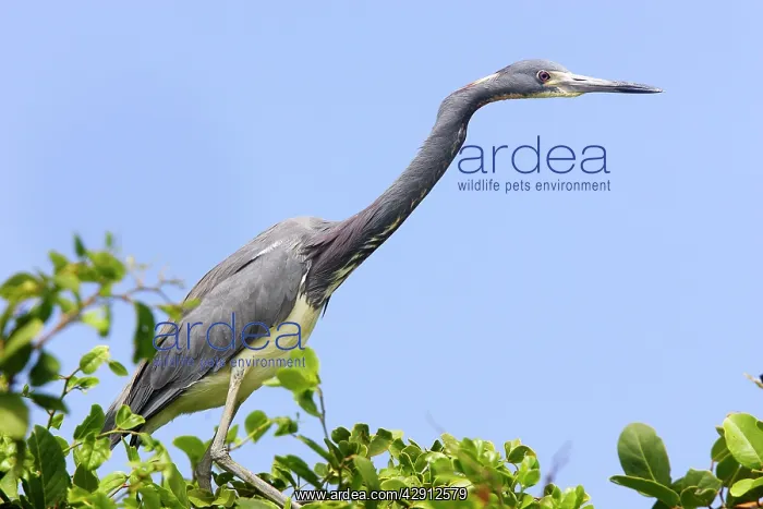: Tricoloured Heron : Tricoloured Heron