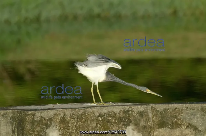 : Tricoloured Heron - stretching neck and wings - : Tricoloured Heron - stretching neck and wings -