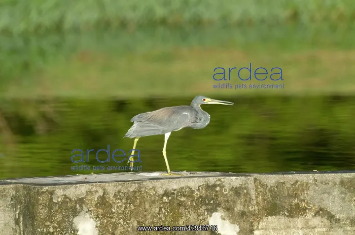 : Tricoloured Heron - Walking along wall at water : Tricoloured Heron - Walking along wall at water