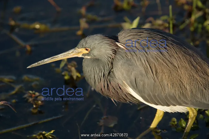 : Tricoloured Heron - in water : Tricoloured Heron - in water