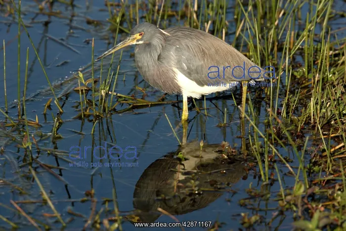 : Tricoloured Heron - in water : Tricoloured Heron - in water