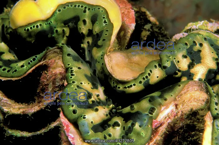  : Tridacna Clam