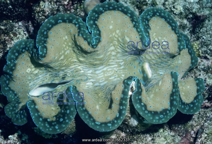 : Tridacna / Small Giant CLAM - showing incurrent : Tridacna / Small Giant CLAM - showing incurrent