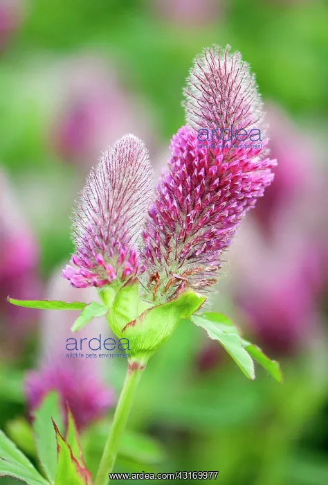 : Trifolium, Clover, Nobel clover, Trifolium rubens : Trifolium, Clover, Nobel clover, Trifolium rubens