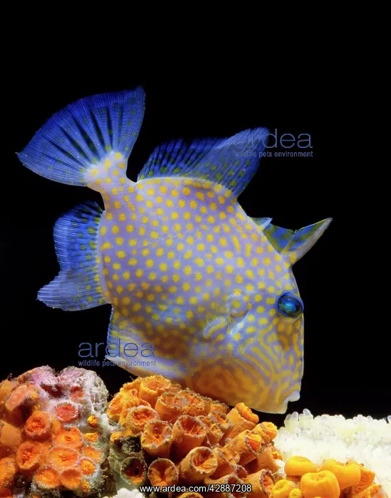 : TRIGGER FISH : TRIGGER FISH