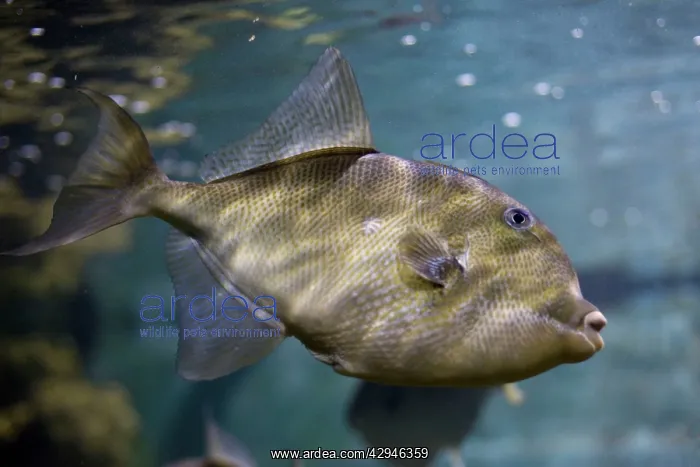 : Trigger fish : Trigger fish