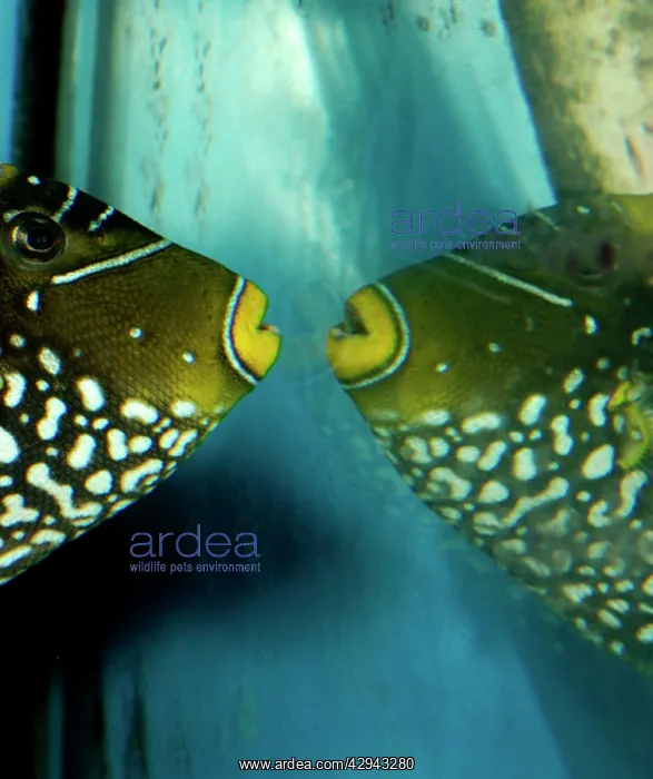 : Triggerfish attacking its own reflection : Triggerfish attacking its own reflection
