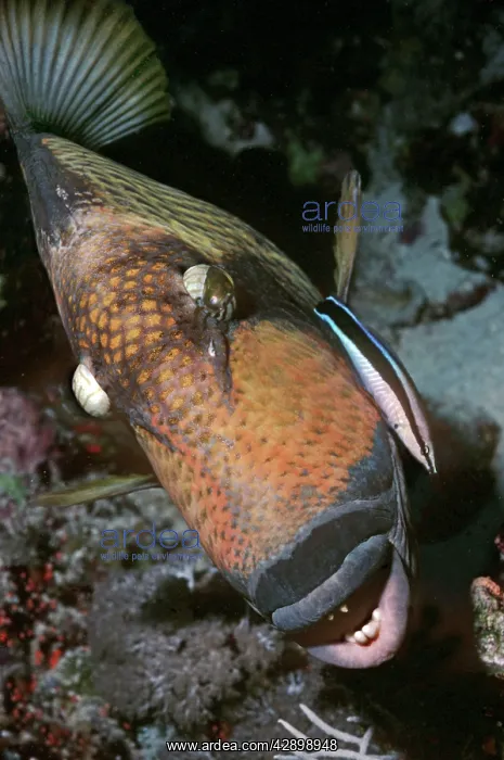 : Triggerfish - & Cleaner Wrasse, this large Triggerfish : Triggerfish - & Cleaner Wrasse, this large Triggerfish