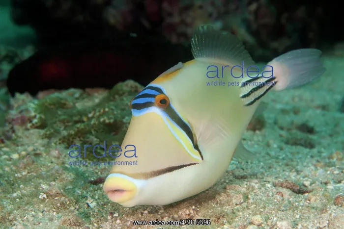 : Triggerfish, Philippines, Asia : Triggerfish, Philippines, Asia