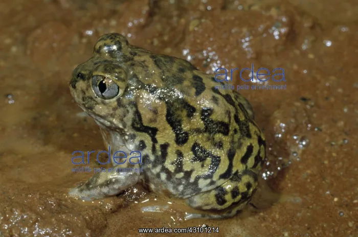 : Trilling Frog : Trilling Frog