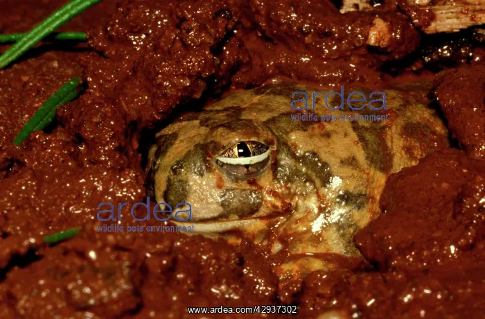 : Trilling frog - burrowing, showing protective third eyelid : Trilling frog - burrowing, showing protective third eyelid