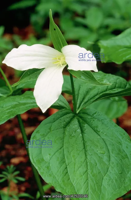  : Trillium (Trillium grandiflorum)
