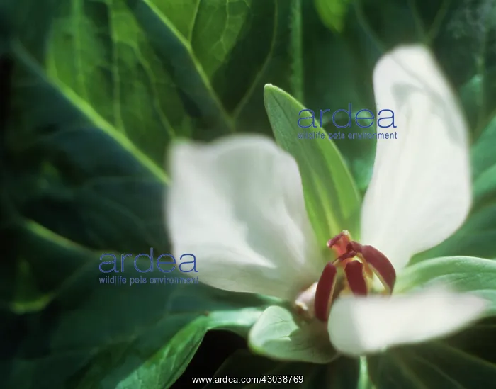 : Trillium, Trillium : Trillium, Trillium
