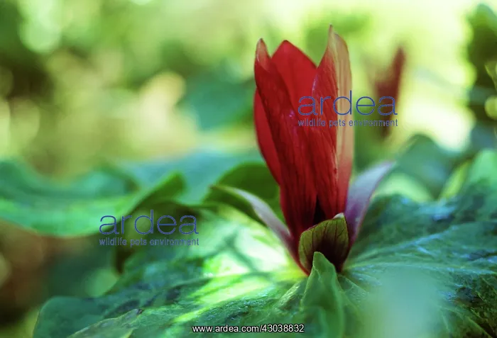 : Trillium : Trillium
