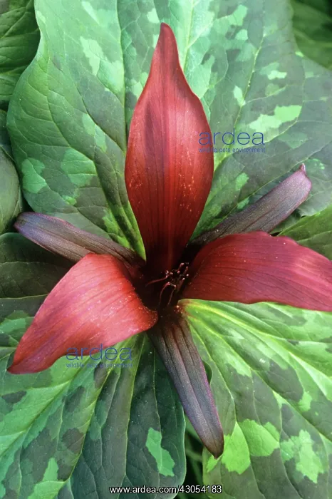 : Trillium, Trillium chloropetalum : Trillium, Trillium chloropetalum
