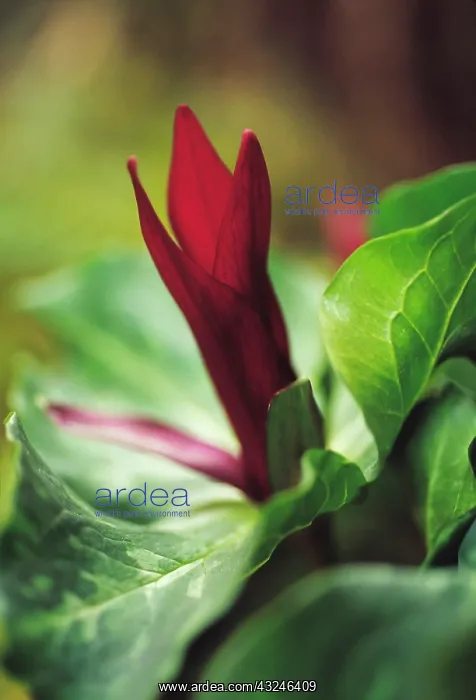 : Trillium, Trillium chloropetalum giganteum : Trillium, Trillium chloropetalum giganteum
