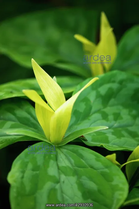 : Trillium chloropetalum - a herbaceous perennial : Trillium chloropetalum - a herbaceous perennial