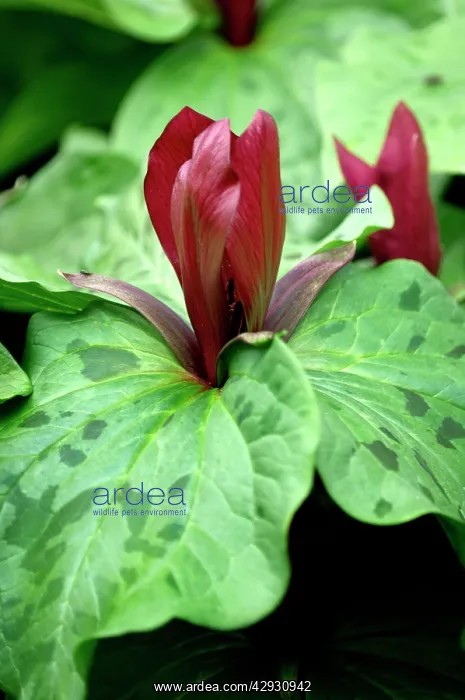 : Trillium sessile - Upright scented flowers appear