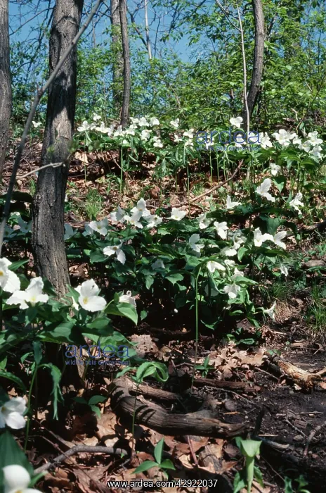  : TRILLIUM - IN WOODS