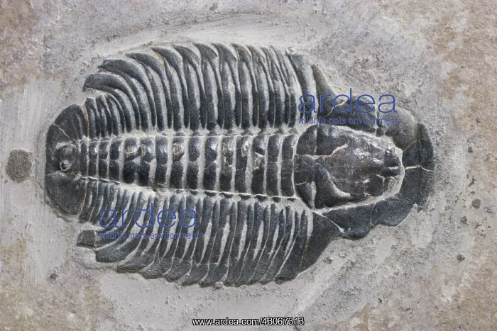 : Trilobite from Ogden, Utah : Trilobite from Ogden, Utah