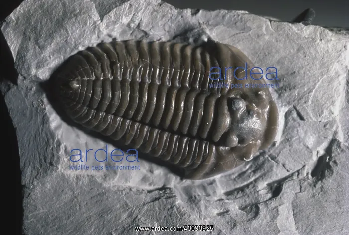 : Trilobite fossil from the Ordovician Period : Trilobite fossil from the Ordovician Period