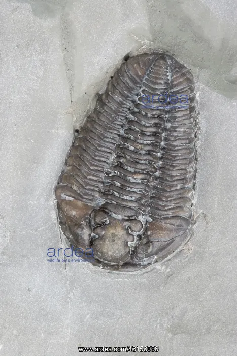 : Trilobite. Calymene niagarensis fossil trilobite : Trilobite. Calymene niagarensis fossil trilobite