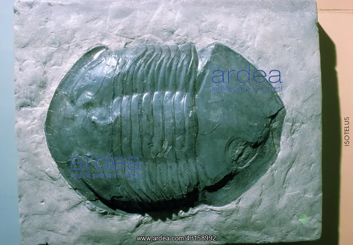 : Trilobite, an extinct marine arthropod of the Paleozoic Era, in Dayton, Ohio : Trilobite, an extinct marine arthropod of the Paleozoic Era, in Dayton, Ohio