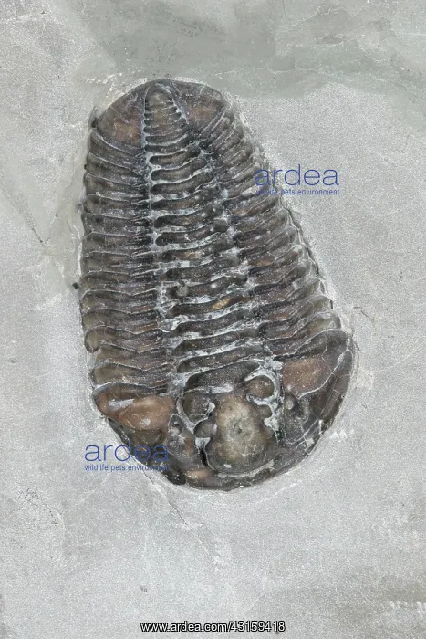 : Trilobite. Calymene niagarensis fossil trilobite : Trilobite. Calymene niagarensis fossil trilobite