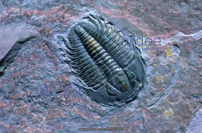 : Trilobite, an extinct marine arthropod of the Paleozoic Era, in Utah : Trilobite, an extinct marine arthropod of the Paleozoic Era, in Utah