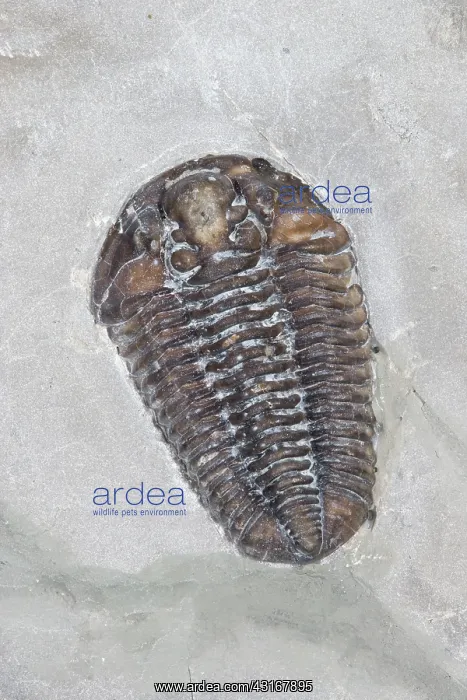 : Trilobite. Calymene niagarensis fossil trilobite : Trilobite. Calymene niagarensis fossil trilobite